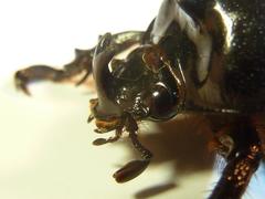Cyphonistes vallatus