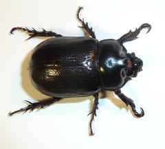Cyphonistes vallatus