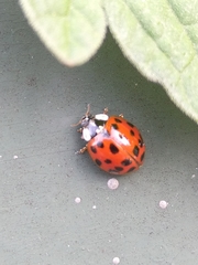 Harmonia axyridis