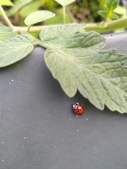 Harmonia axyridis