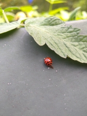 Harmonia axyridis