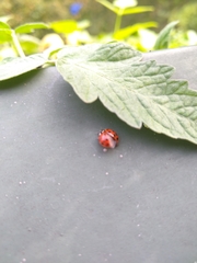 Harmonia axyridis