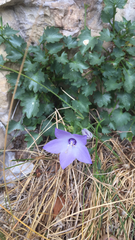 Campanula fragilis cavolinii