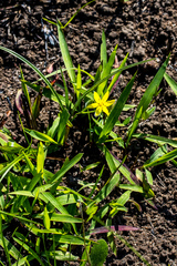 Hypoxis angustifolia