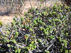 Euchaetis pungens
