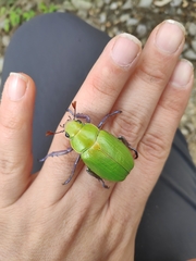 Chrysina