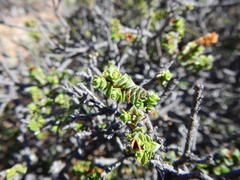 Euchaetis pungens