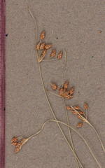 Fimbristylis dichotoma dichotoma