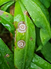 Septoria kaznowskii