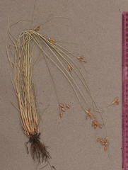 Fimbristylis dichotoma dichotoma