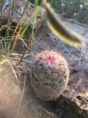 Echinocereus pectinatus rutowiorum