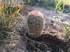 Echinocereus pectinatus rutowiorum