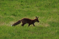 Vulpes vulpes vulpes