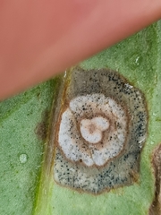 Septoria kaznowskii