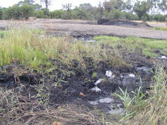 Fimbristylis dichotoma dichotoma