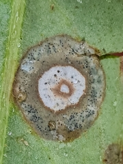 Septoria kaznowskii