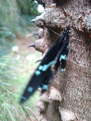 Papilio nireus lyaeus