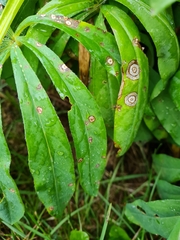 Septoria kaznowskii