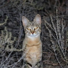 Felis lybica cafra
