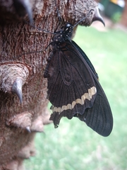 Papilio nireus lyaeus