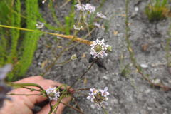 Pseudoselago caerulescens