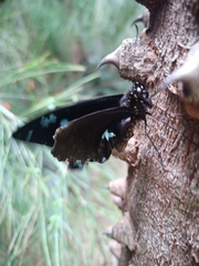 Papilio nireus lyaeus