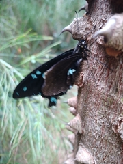 Papilio nireus lyaeus