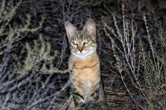 Felis lybica cafra