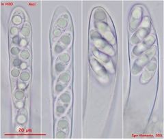 Podophacidium xanthomelum