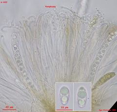 Podophacidium xanthomelum