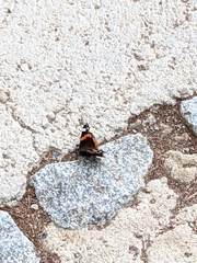 Vanessa atalanta