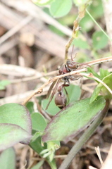 Ropalidia hongkongensis
