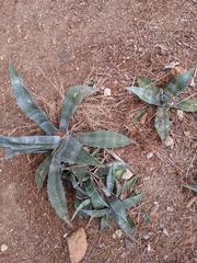 Agave americana