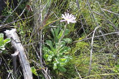 Mairia purpurata