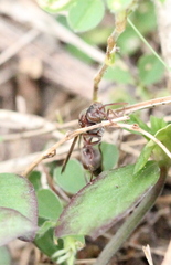 Ropalidia hongkongensis