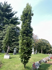 Quercus × warei