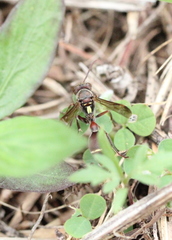 Ropalidia hongkongensis