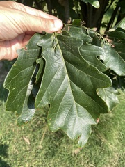 Quercus × warei