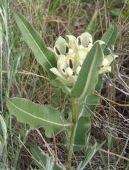 Pachycarpus schinzianus