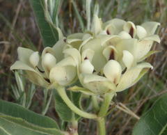 Pachycarpus schinzianus