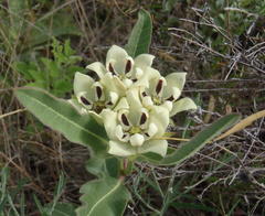 Pachycarpus schinzianus