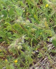 Helianthemum ledifolium