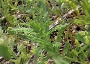 Bellardia trixago