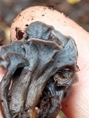 Craterellus pusillus