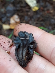 Craterellus pusillus