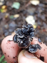 Craterellus pusillus