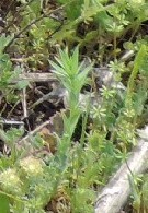Haplophyllum linifolium
