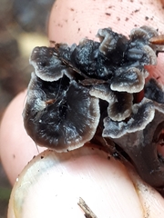 Craterellus pusillus