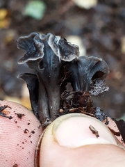 Craterellus pusillus