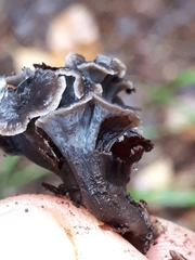 Craterellus pusillus